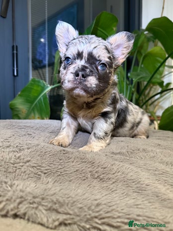 French Bulldog dogs 6 weeks old Fluffy french bulldog puppies - Advert 1