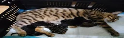 Bengal cats for sale: Rare Silver Smoke Bengal and Black Kittens. MALES - Advert 20