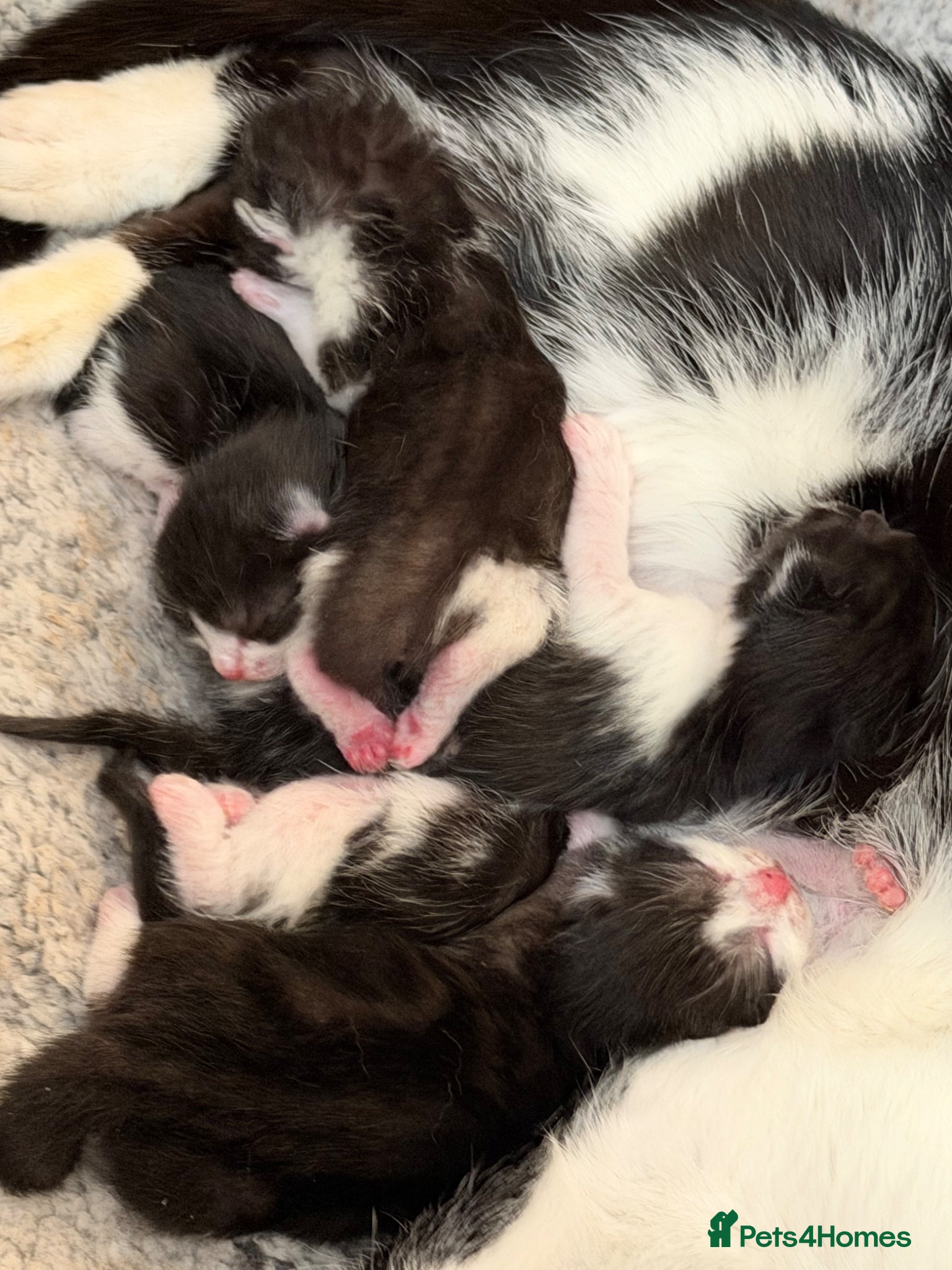Mixed Breed cats for sale: Kittens for sale  - Advert 1
