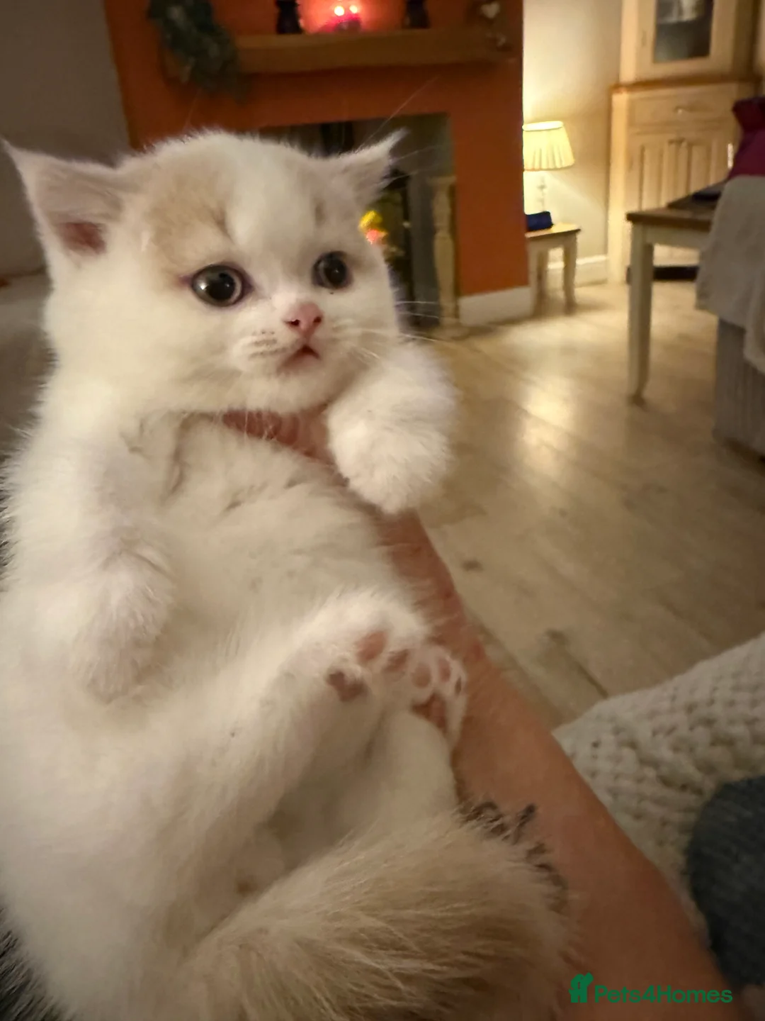 British Shorthair cats for sale: Beautiful GCCF Registered Baby Boy - Georgie 💙 - Advert 12