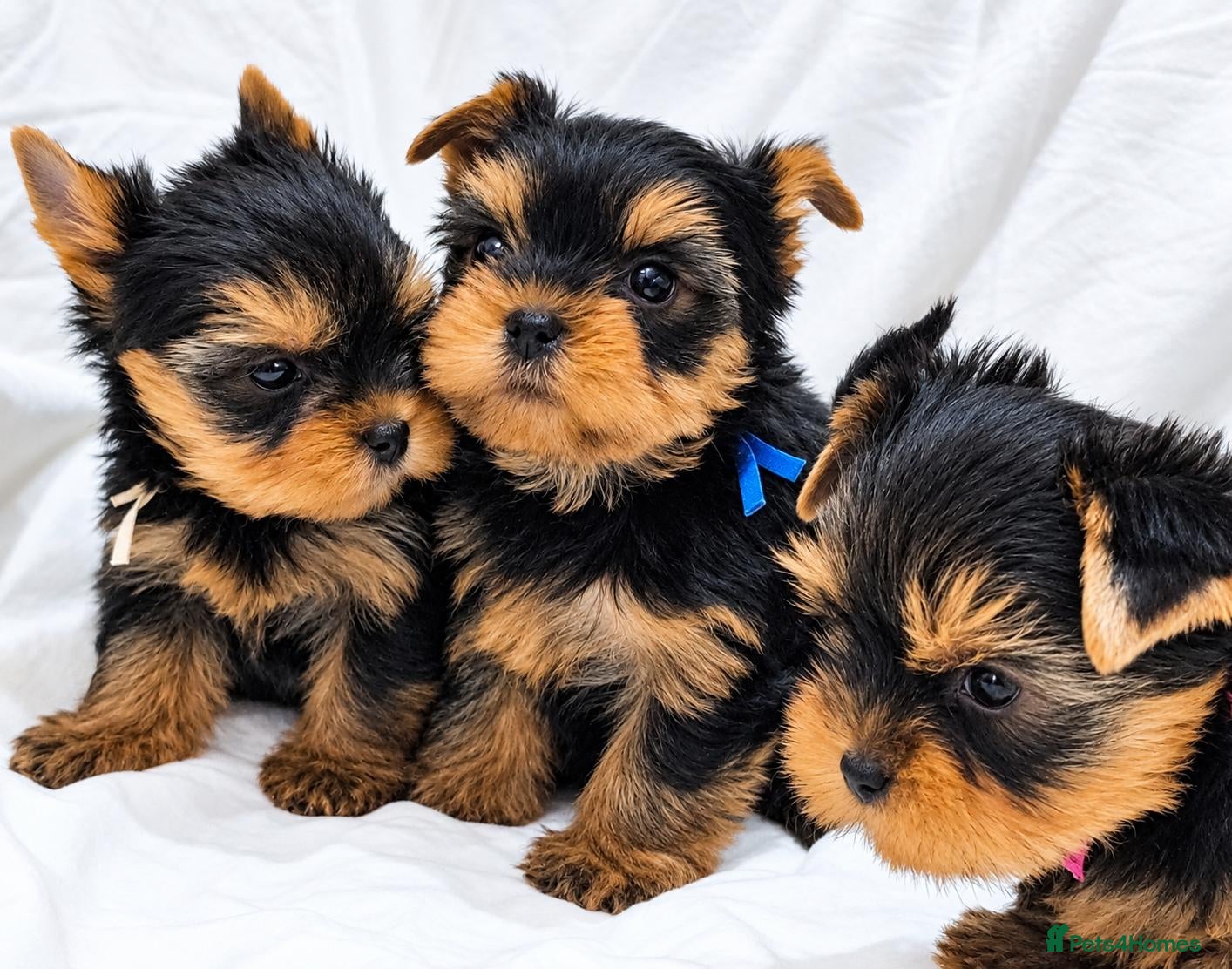 Yorkshire Terrier dogs Stunning Miniature Yorkshire Terrier Puppies - Advert 1