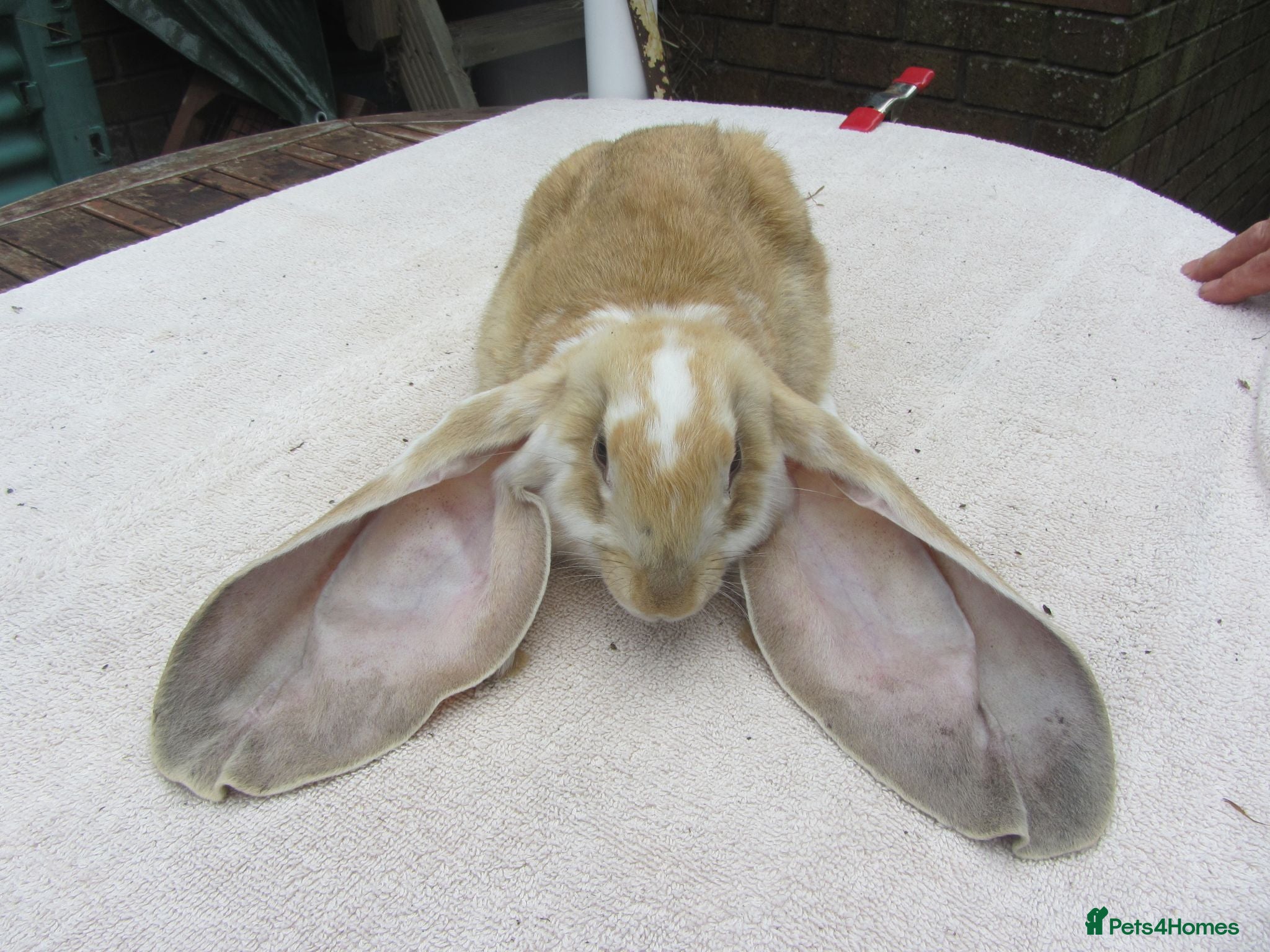 English Lop rabbits ENGLISH LOP (PURE BRED) - Advert 1