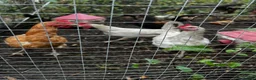 Hens poultry for sale: Hens for sale £15 each mix - Advert 3