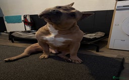 American Bully dogs for stud: American pocket muscle tone bully  - Advert 3