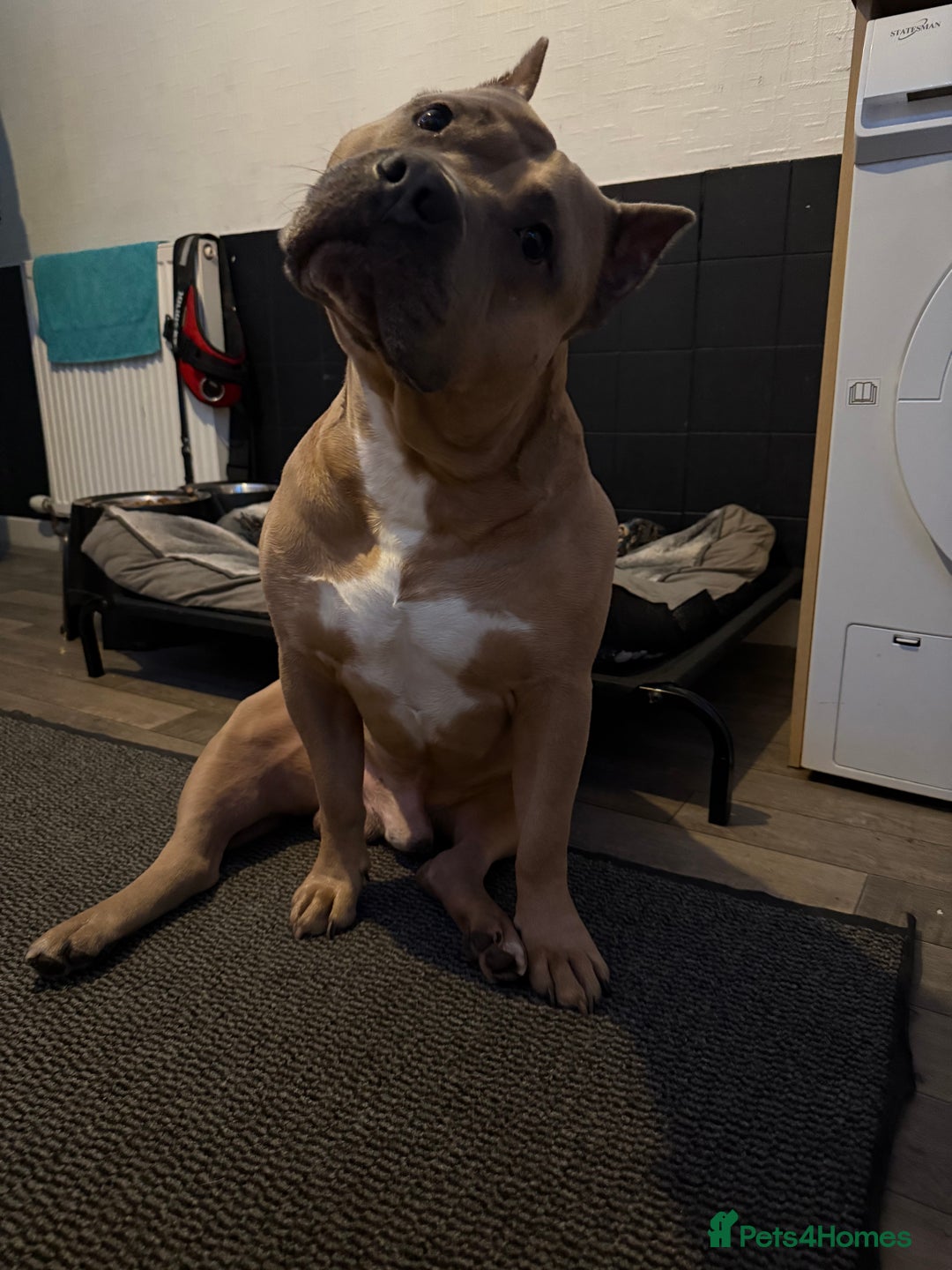 American Bully dogs for stud: American pocket muscle tone bully  - Advert 3