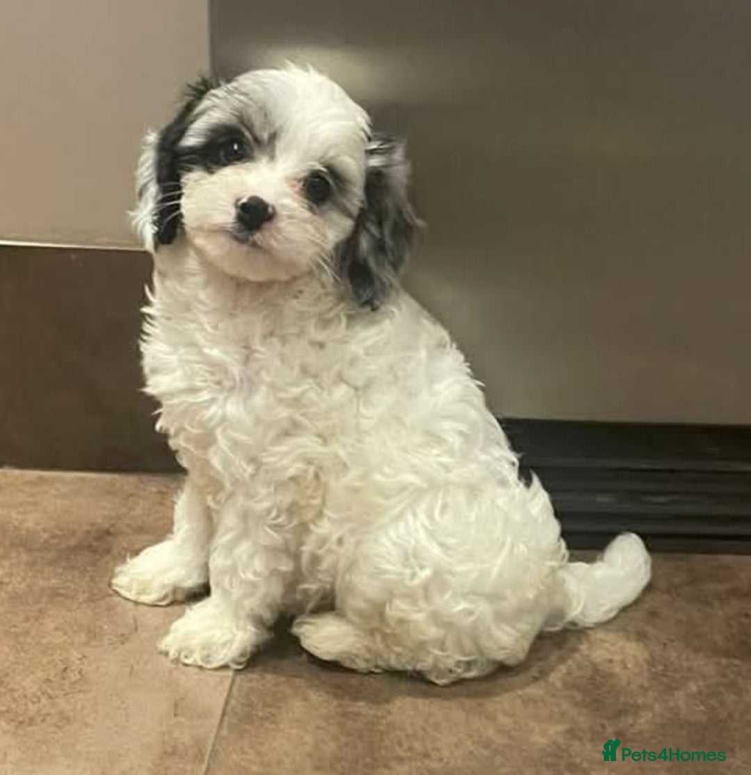 Cavapoo dogs for sale: F2 Cavapoo Gorgeous Babies!  - Image 13