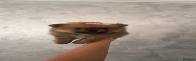 Pomeranian Puppy 4