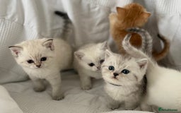 British Shorthair cats for sale: Gold and silver shaded GCCF kittens - Image 4
