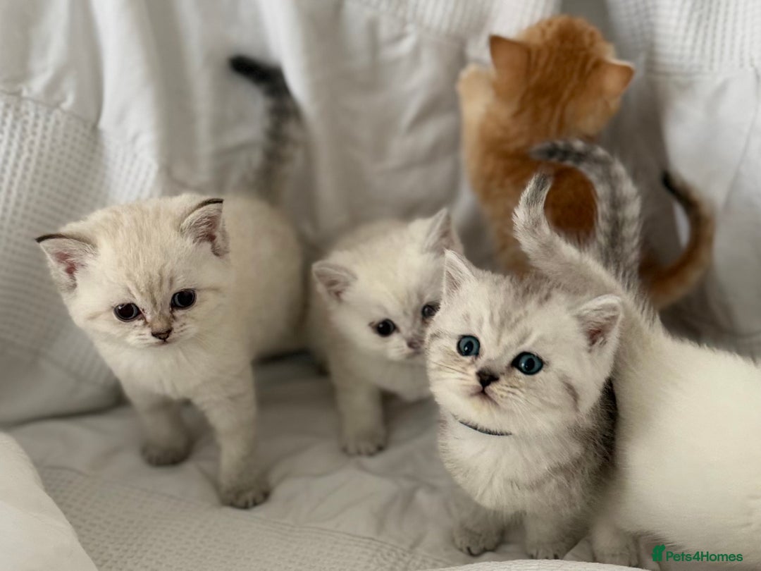 British Shorthair cats for sale: Gold and silver shaded GCCF kittens - Image 4