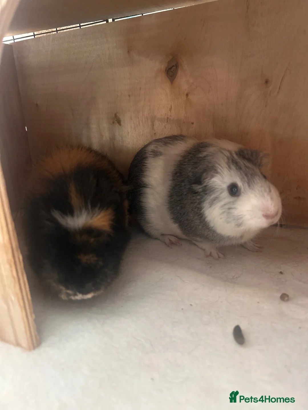 Guinea Pig rodents for sale: 2 guinea pigs  in Newport - Advert 1