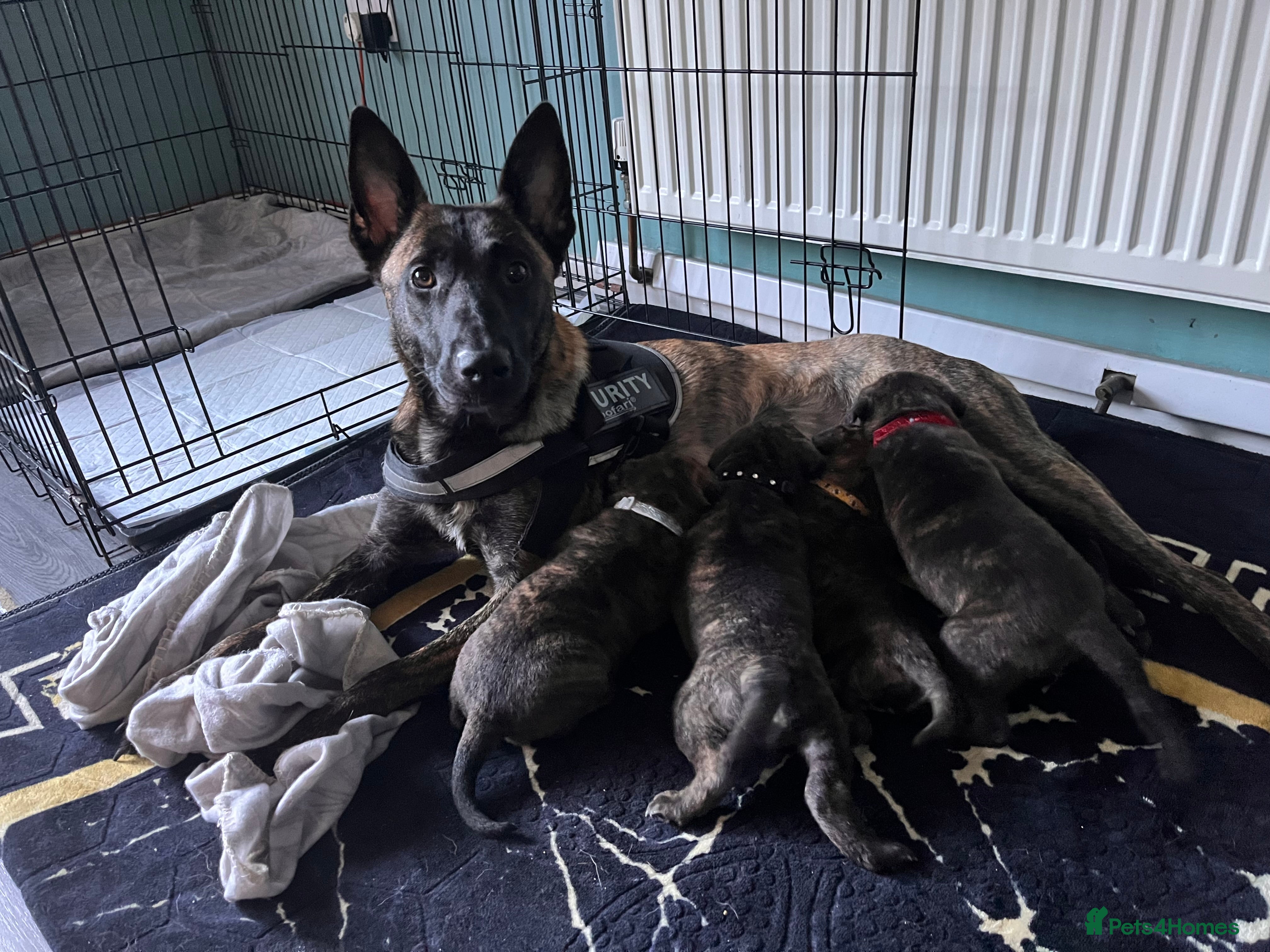 Dutch shepherd cross Belgian Malinois