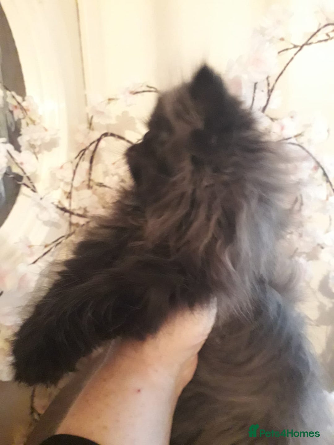 Persian cats for sale: READY NOW!! Exquisite Persian Kittens - Image 9