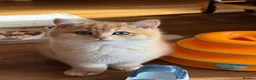 British Shorthair cats for sale: Ready Show quality golden chinchillas - Advert 9
