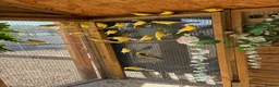Canaries birds for sale: Raza Espanola Canaries in Newcastle upon Tyne - Advert 7