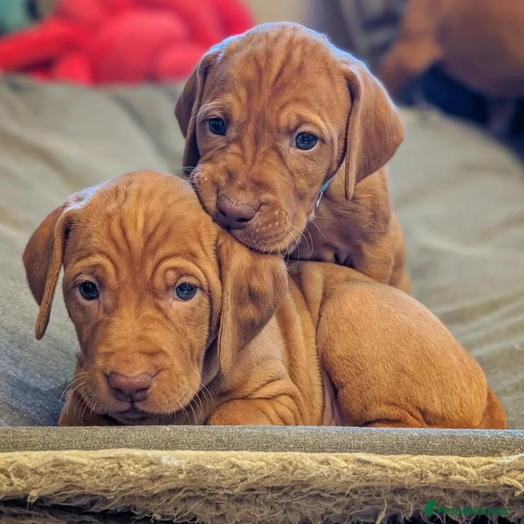 Hungarian Vizsla dogs for sale: Vizsla Puppies Looking for Their Forever Homes 🐾 in Saint Asaph - Advert 1