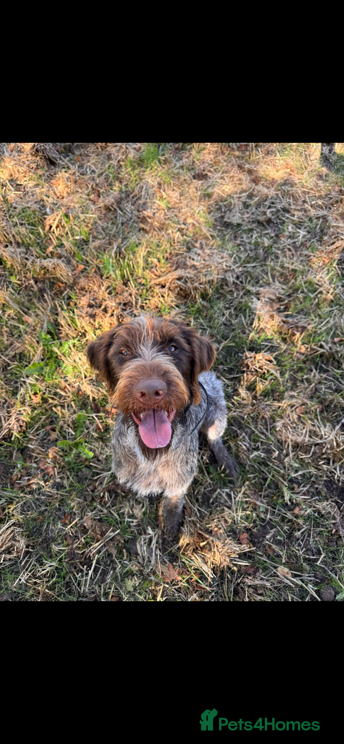German Wirehaired Pointer dogs Rudy. 18 month old German wirehaired pointer  - Advert 6