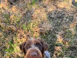 German Wirehaired Pointer dogs Rudy. 18 month old German wirehaired pointer - Advert 6
