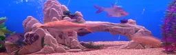 Other/Mixed Breed fish for sale: Full Aquatic Stocklist Manchester Pet's & Aquatics - Advert 21