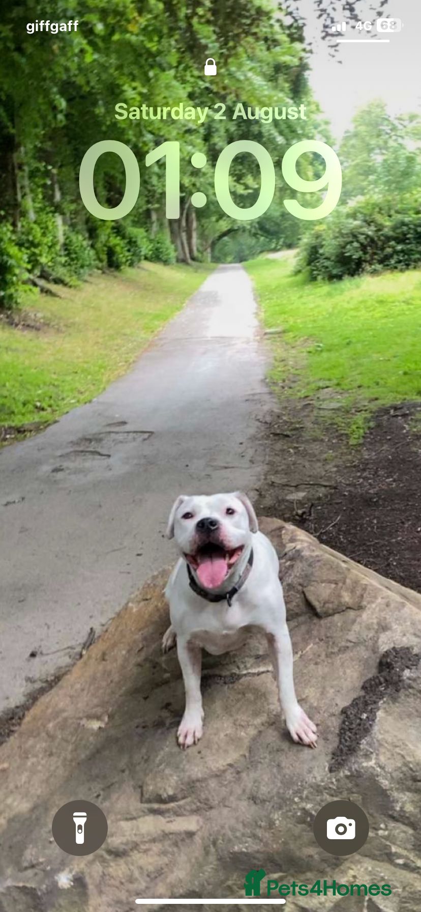 American Bull Staffy dogs Daisy  - Advert 1