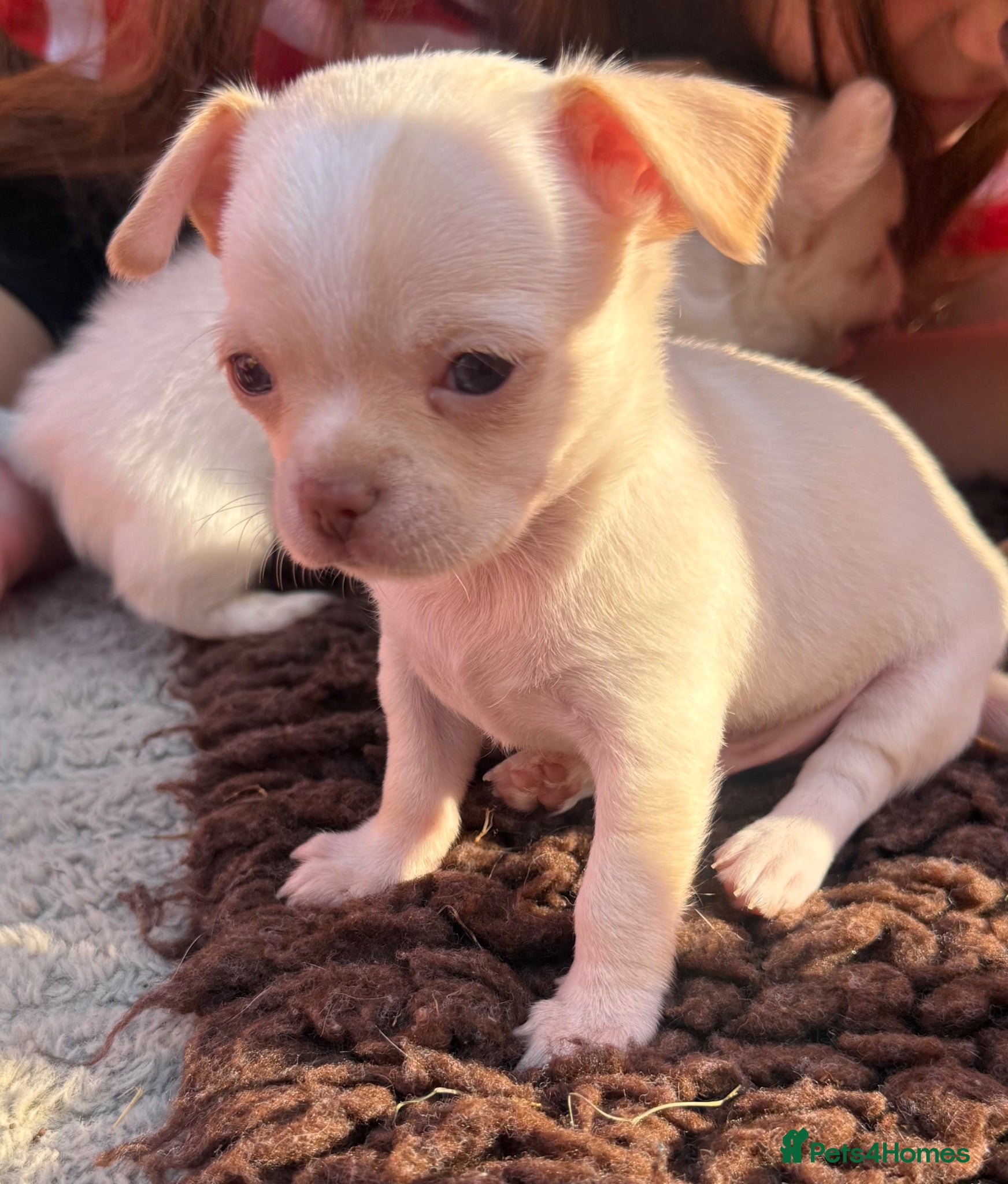Chihuahua dogs Oh hey! We are new here! Beautiful Chihuahua pups - Advert 9