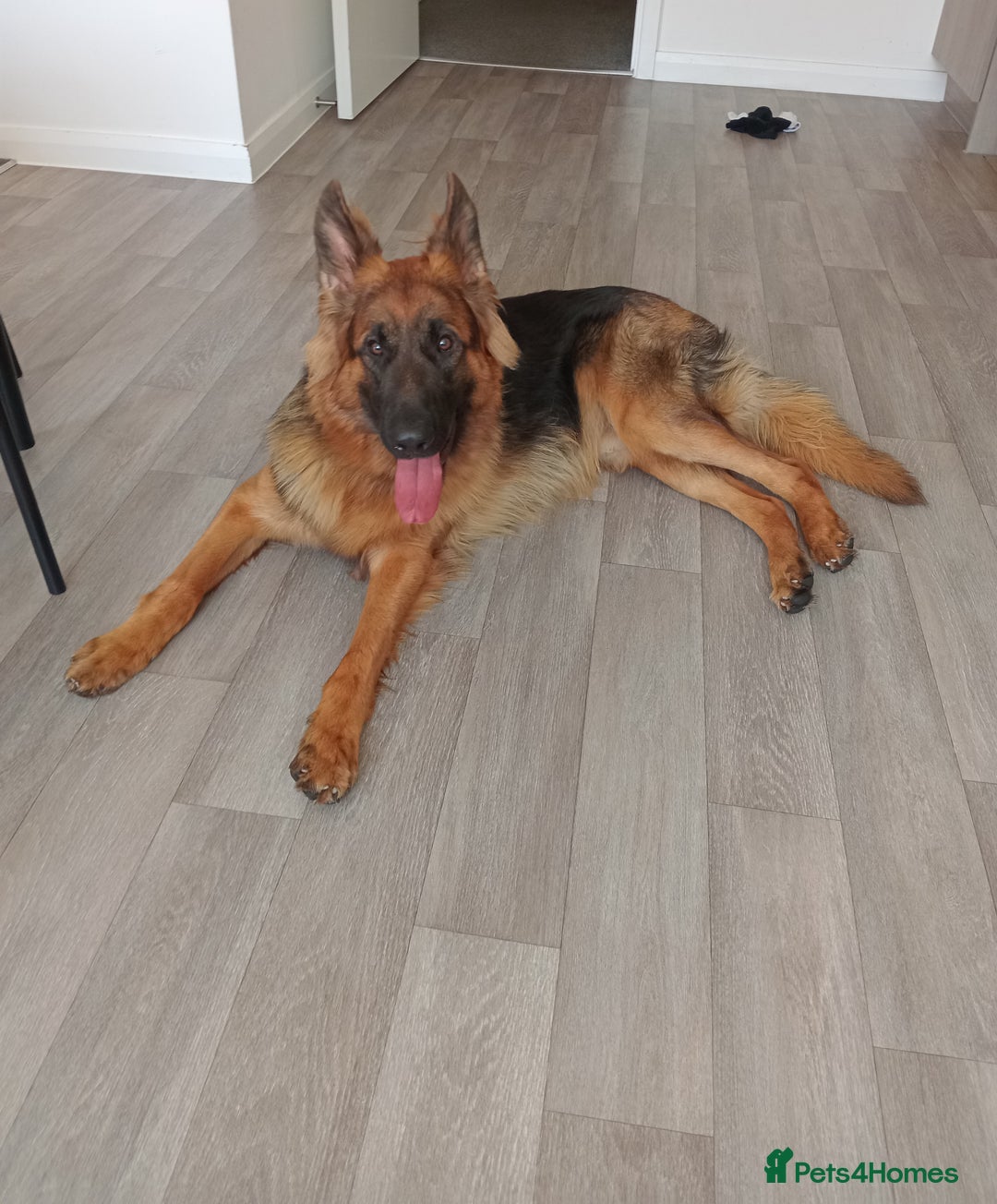 German Shepherd dogs for sale: Male german shepard  - Image 5