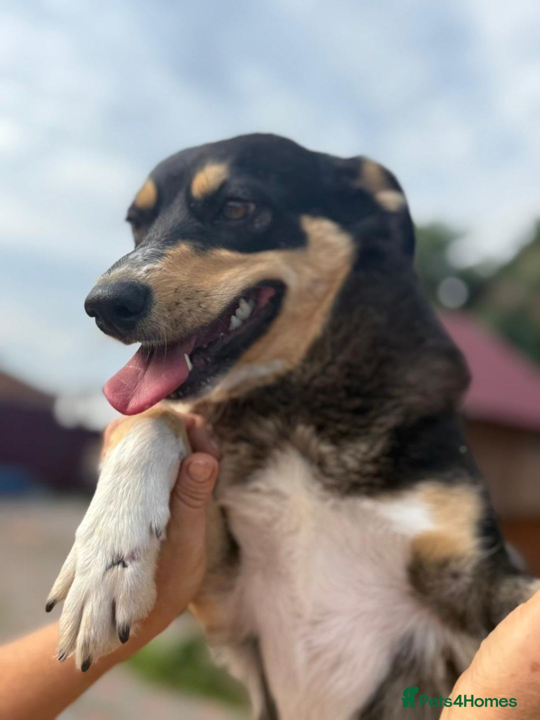 Mixed Breed dogs for adoption: 💖🐶 AZIA 🐶💖 - Image 4