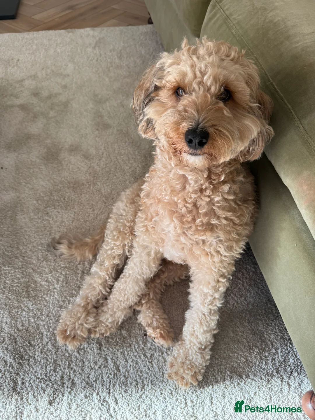 Mixed Breed dogs for sale: Tibetan Terrier Cross Puppies  - Advert 13