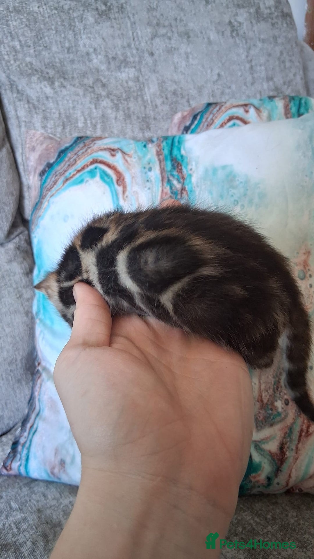 Bengal cats for sale: Brown Clouded Top Quality Bengals - Image 7