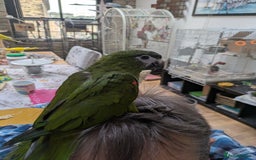 Macaws birds for sale: Ara Hahna red shouldered macaw tamed babies - Image 16