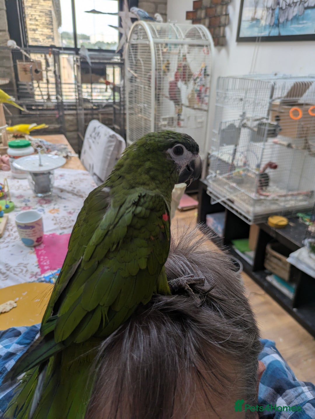 Macaws birds for sale: Ara Hahna red shouldered macaw tamed babies - Image 16