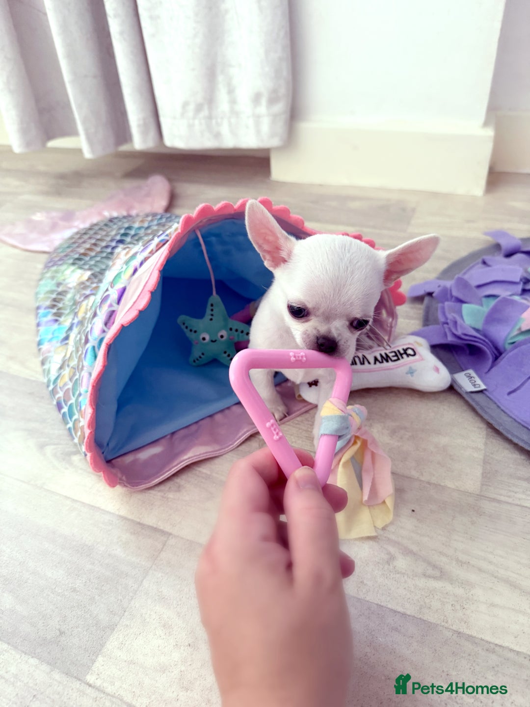 Chihuahua dogs for sale:  Beautiful pedigree chihuahua puppies KC champions - Image 10