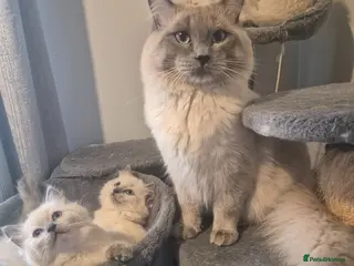Ragdoll cats beautiful Ragdoll kittens – Ready NOW! - Advert 1
