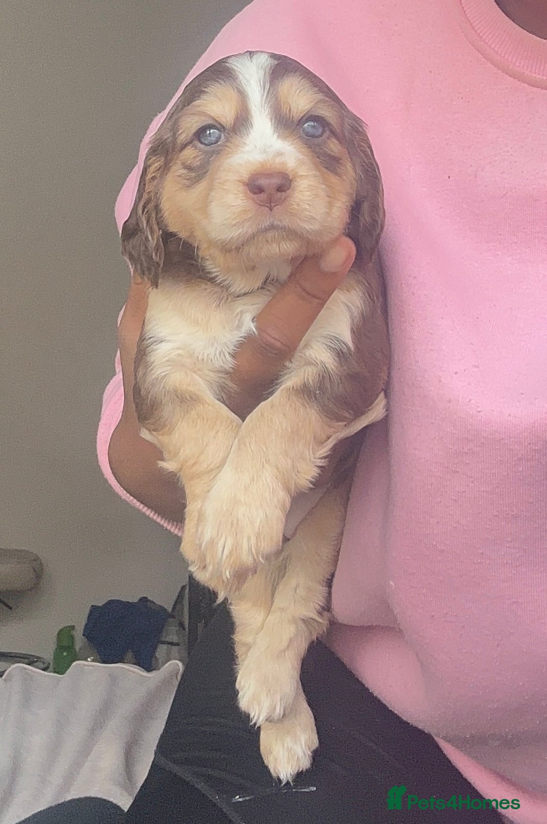 Cockapoo dogs for sale: Beautiful Cockerpoo puppies - Image 15