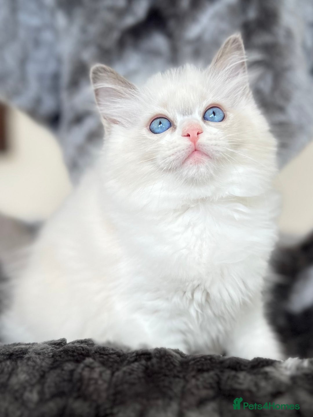 Ragdoll cats for sale: Beautiful Ragdoll girls - ready to reserve now! - Image 12