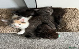 British Longhair cats for sale: 3 chocolate brown boys ready to leave  - Image 12