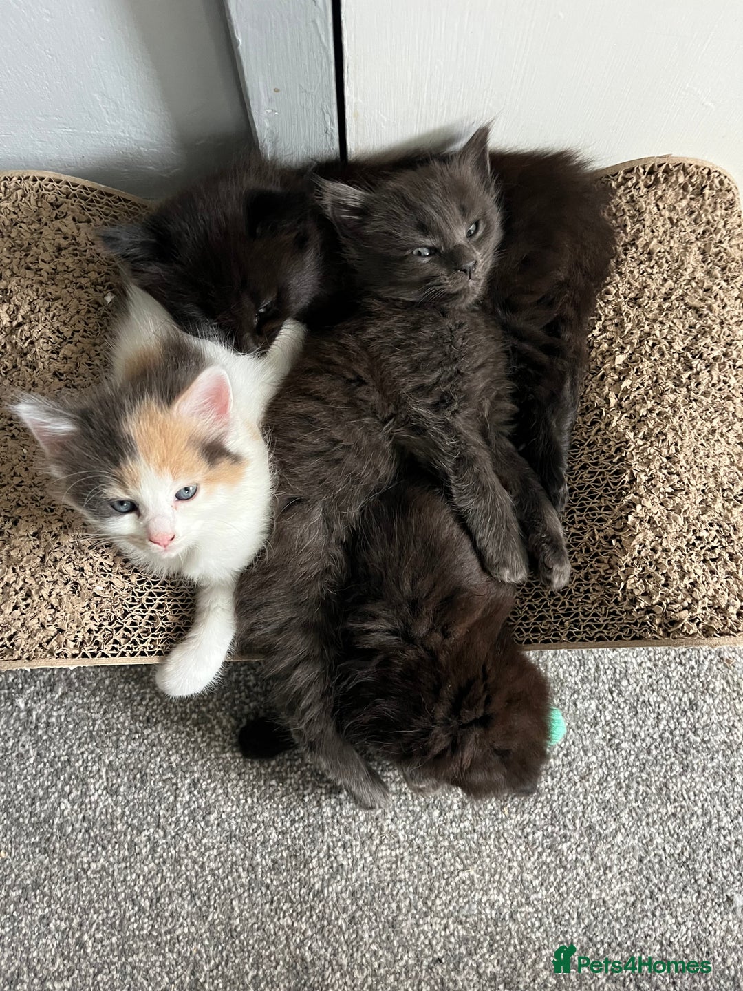 British Longhair cats for sale: 3 chocolate brown boys ready to leave  - Image 12