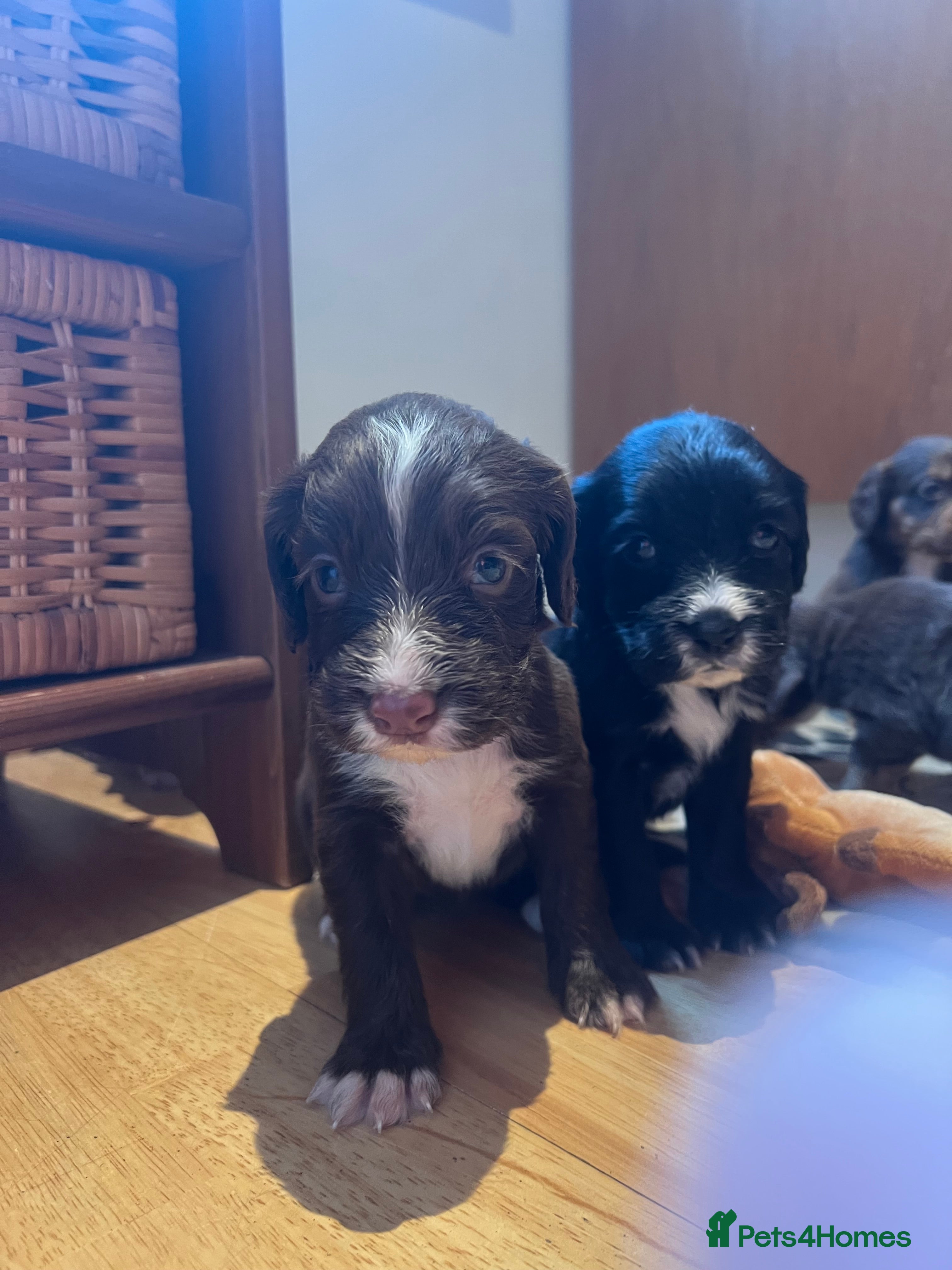 Cocker Spaniel dogs Cocker spaniel pups - Kc registered  - Advert 2