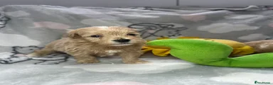 Maltipoo 4
