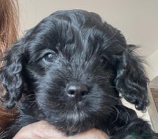 Cavapoo dogs Cavapoo - Advert 8