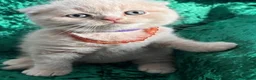 Scottish Fold cats for sale: 😻SCOTTISH FOLD 😻 CREAM & RED COLOUR 😻 - Advert 4