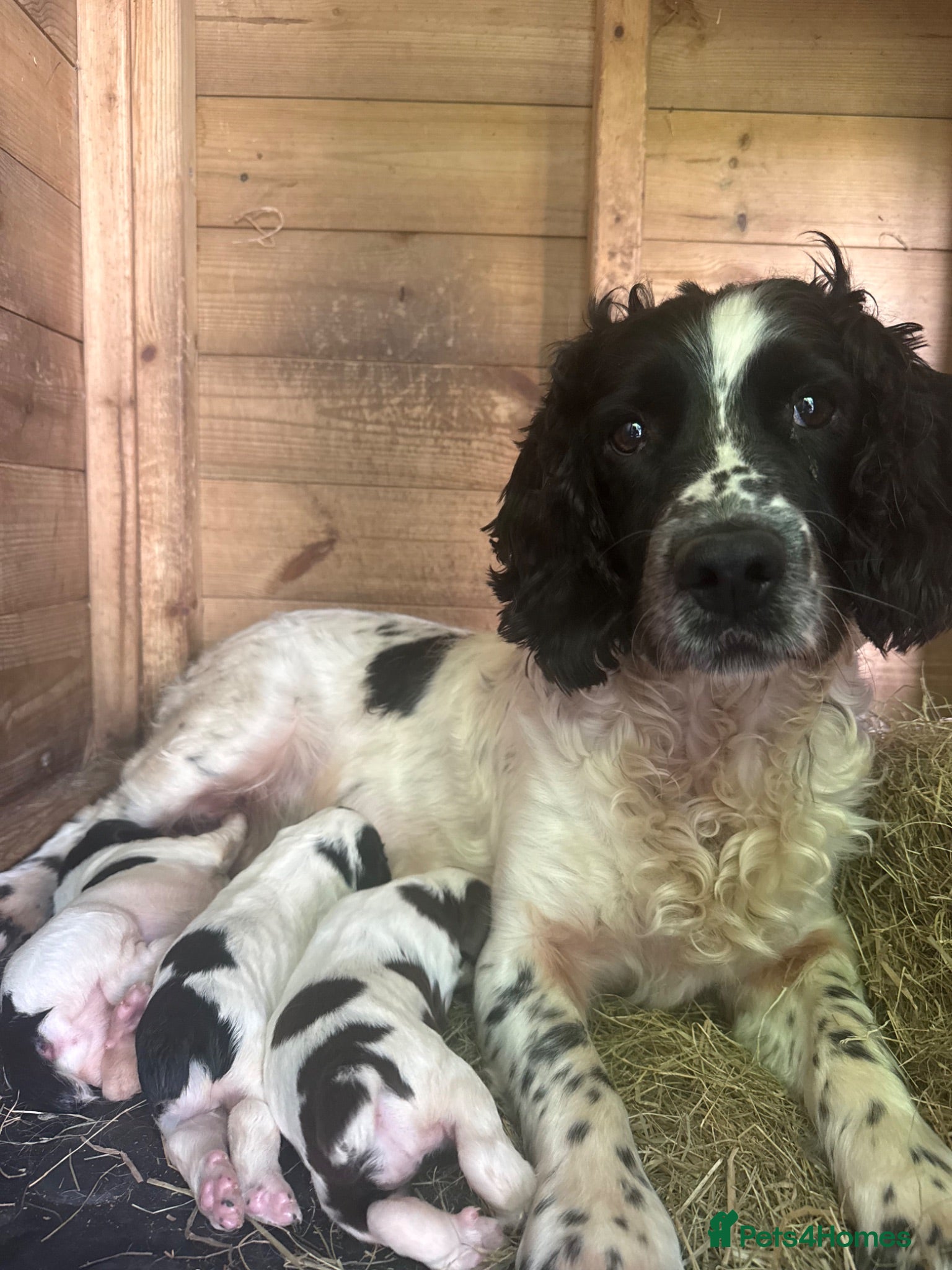 English Springer Spaniel dogs Springers spaniel  - Advert 5
