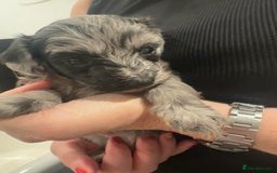 Maltipoo dogs for sale: Maltipoo rare merle colours  - Image 3