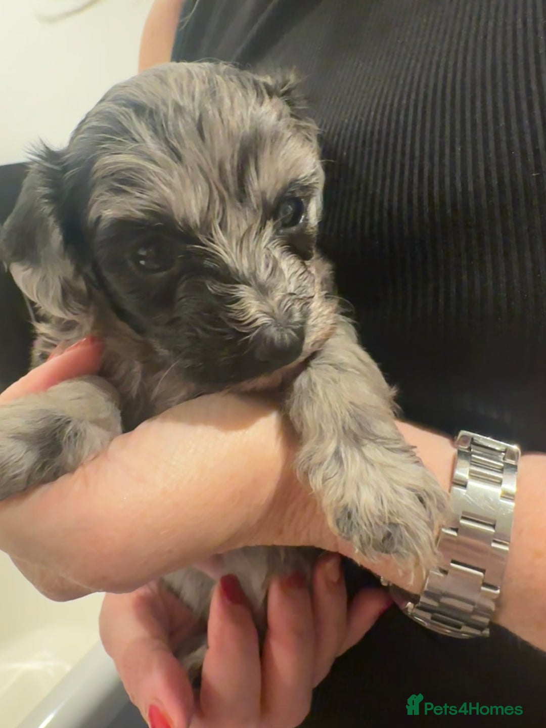 Maltipoo dogs for sale: Maltipoo rare merle colours  - Image 3