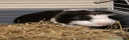 Guinea Pig rodents for sale: Male guinea pig  in Oldham - Advert 6