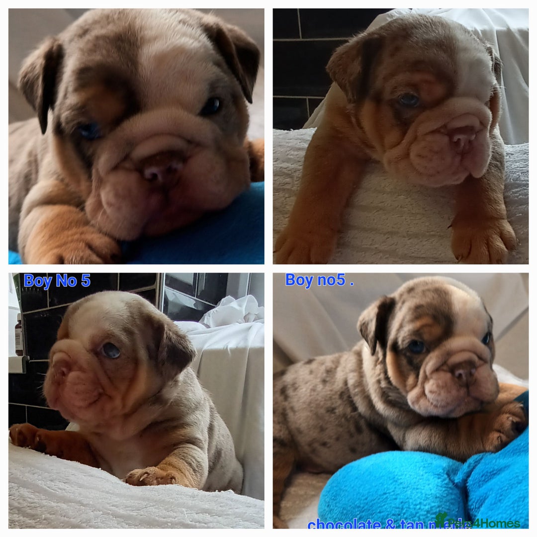 English Bulldog dogs for sale: Dwkc englìsh bulldog puppies  - Image 14