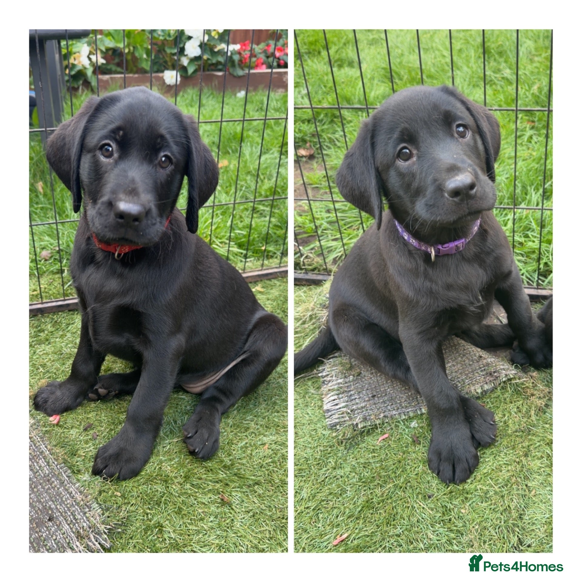 Labrador Retriever dogs Beautiful Labrador champion bloodline pups  - Advert 1