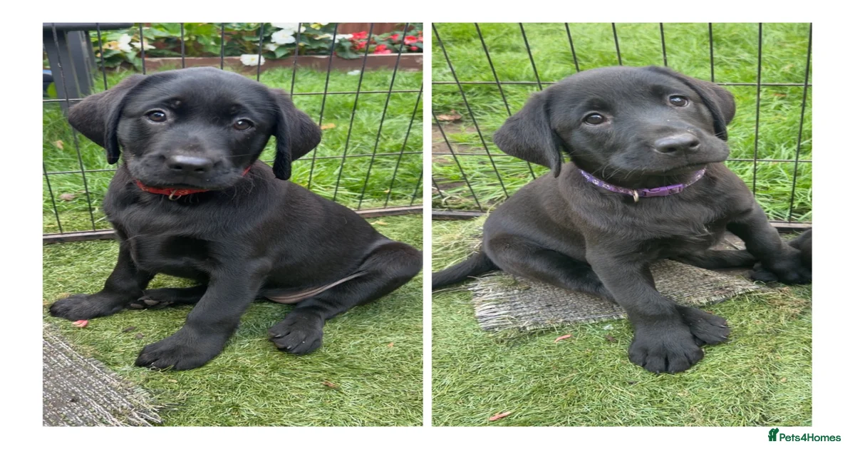 Labrador Retriever Puppies for sale in Ripon, North Yorkshire | Pets4Homes