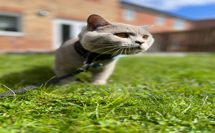 British Shorthair cats - Advert 1