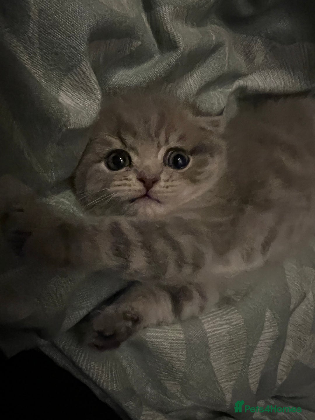 Scottish Fold cats for sale: Scottish Fold male kitten  - Advert 3