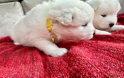 Samoyed dogs for sale: 🐾Adorable Samoyed puppies-ready soon! - Image 6